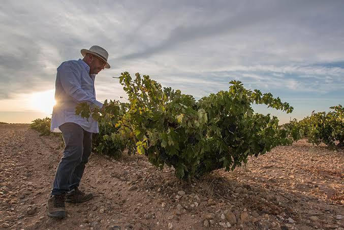Bodegas Vatan