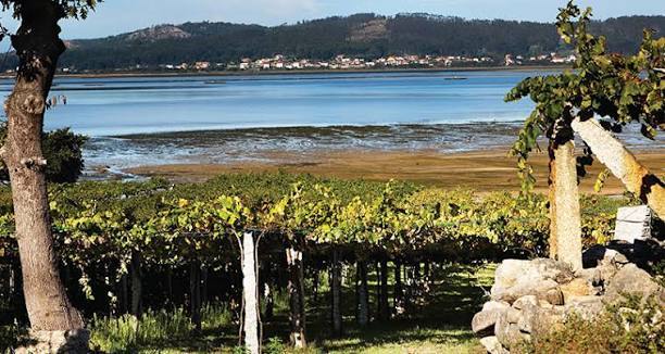 D.O. RIAS BAIXAS - Bodegas La Caña