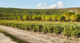 Vega Sicilia